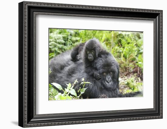 Africa, Rwanda, Volcanoes National Park. Mother mountain gorilla with its young playing on its back-Ellen Goff-Framed Photographic Print