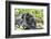 Africa, Rwanda, Volcanoes National Park. Mother mountain gorilla with its young playing on its back-Ellen Goff-Framed Photographic Print