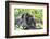 Africa, Rwanda, Volcanoes National Park. Mother mountain gorilla with its young playing on its back-Ellen Goff-Framed Photographic Print