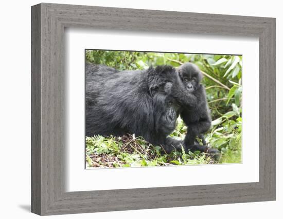 Africa, Rwanda, Volcanoes National Park. Mother mountain gorilla with its young playing on its back-Ellen Goff-Framed Photographic Print