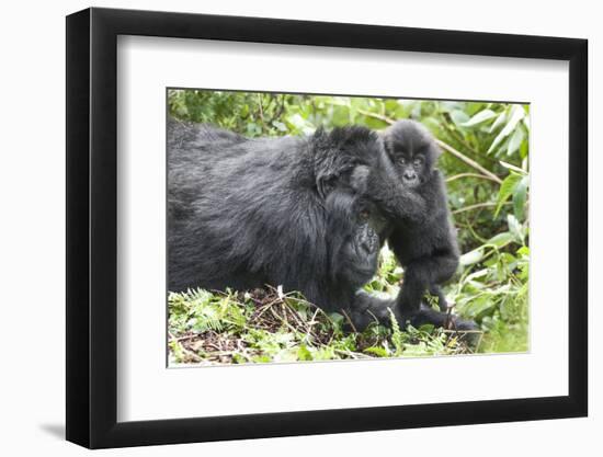 Africa, Rwanda, Volcanoes National Park. Mother mountain gorilla with its young playing on its back-Ellen Goff-Framed Photographic Print