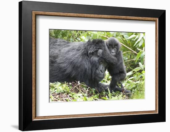 Africa, Rwanda, Volcanoes National Park. Mother mountain gorilla with its young playing on its back-Ellen Goff-Framed Photographic Print