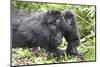 Africa, Rwanda, Volcanoes National Park. Mother mountain gorilla with its young playing on its back-Ellen Goff-Mounted Photographic Print