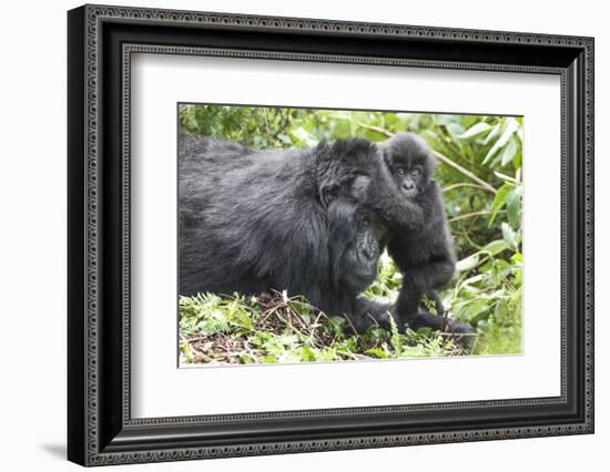 Africa, Rwanda, Volcanoes National Park. Mother mountain gorilla with its young playing on its back-Ellen Goff-Framed Photographic Print