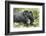 Africa, Rwanda, Volcanoes National Park. Mother mountain gorilla with its young playing on its back-Ellen Goff-Framed Photographic Print