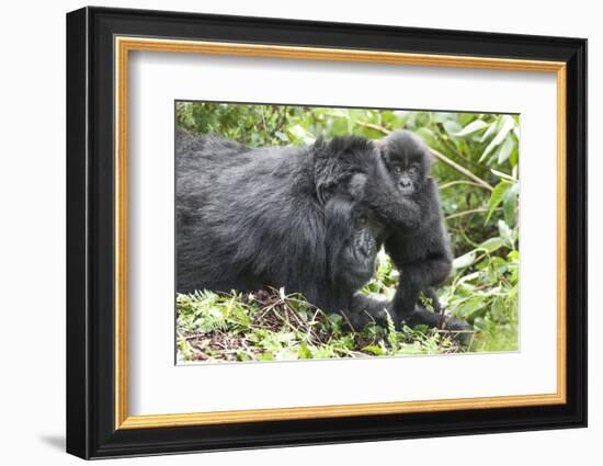 Africa, Rwanda, Volcanoes National Park. Mother mountain gorilla with its young playing on its back-Ellen Goff-Framed Photographic Print