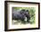 Africa, Rwanda, Volcanoes National Park. Mother mountain gorilla with its young playing on its back-Ellen Goff-Framed Photographic Print