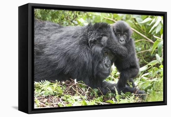 Africa, Rwanda, Volcanoes National Park. Mother mountain gorilla with its young playing on its back-Ellen Goff-Framed Premier Image Canvas