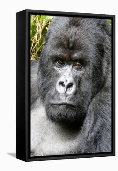 Africa, Rwanda, Volcanoes National Park. Portrait of a silverback mountain gorilla.-Ellen Goff-Framed Premier Image Canvas