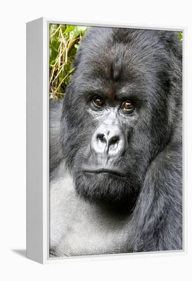 Africa, Rwanda, Volcanoes National Park. Portrait of a silverback mountain gorilla.-Ellen Goff-Framed Premier Image Canvas