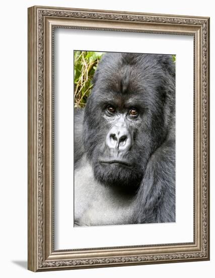 Africa, Rwanda, Volcanoes National Park. Portrait of a silverback mountain gorilla.-Ellen Goff-Framed Photographic Print