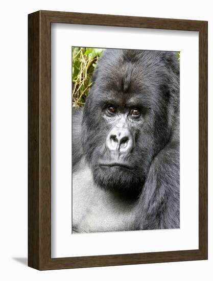 Africa, Rwanda, Volcanoes National Park. Portrait of a silverback mountain gorilla.-Ellen Goff-Framed Photographic Print