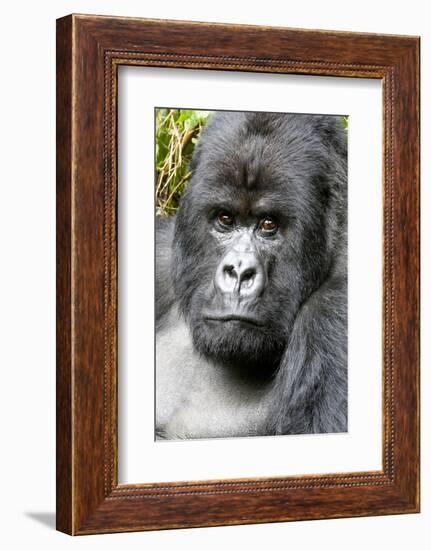 Africa, Rwanda, Volcanoes National Park. Portrait of a silverback mountain gorilla.-Ellen Goff-Framed Photographic Print