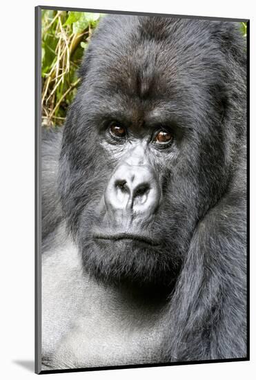 Africa, Rwanda, Volcanoes National Park. Portrait of a silverback mountain gorilla.-Ellen Goff-Mounted Photographic Print