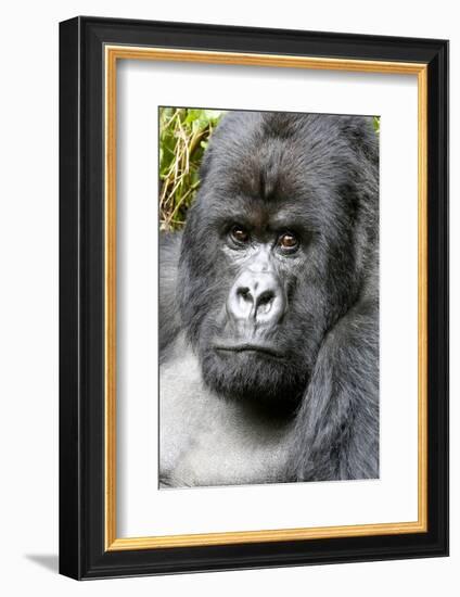 Africa, Rwanda, Volcanoes National Park. Portrait of a silverback mountain gorilla.-Ellen Goff-Framed Photographic Print