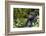 Africa, Rwanda, Volcanoes National Park. Portrait of a silverback mountain gorilla.-Ellen Goff-Framed Photographic Print