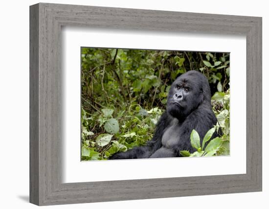 Africa, Rwanda, Volcanoes National Park. Portrait of a silverback mountain gorilla.-Ellen Goff-Framed Photographic Print