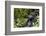 Africa, Rwanda, Volcanoes National Park. Portrait of a silverback mountain gorilla.-Ellen Goff-Framed Photographic Print