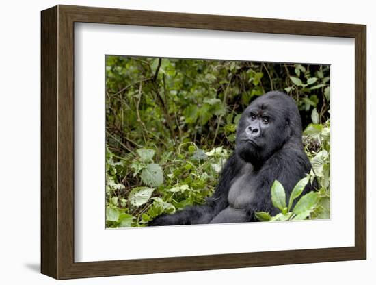 Africa, Rwanda, Volcanoes National Park. Portrait of a silverback mountain gorilla.-Ellen Goff-Framed Photographic Print