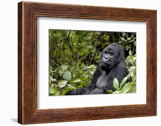 Africa, Rwanda, Volcanoes National Park. Portrait of a silverback mountain gorilla.-Ellen Goff-Framed Photographic Print