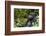 Africa, Rwanda, Volcanoes National Park. Portrait of a silverback mountain gorilla.-Ellen Goff-Framed Photographic Print