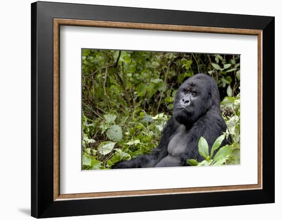 Africa, Rwanda, Volcanoes National Park. Portrait of a silverback mountain gorilla.-Ellen Goff-Framed Photographic Print