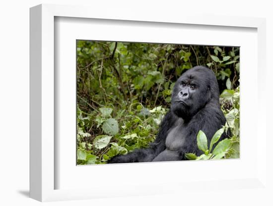 Africa, Rwanda, Volcanoes National Park. Portrait of a silverback mountain gorilla.-Ellen Goff-Framed Photographic Print