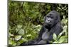 Africa, Rwanda, Volcanoes National Park. Portrait of a silverback mountain gorilla.-Ellen Goff-Mounted Photographic Print