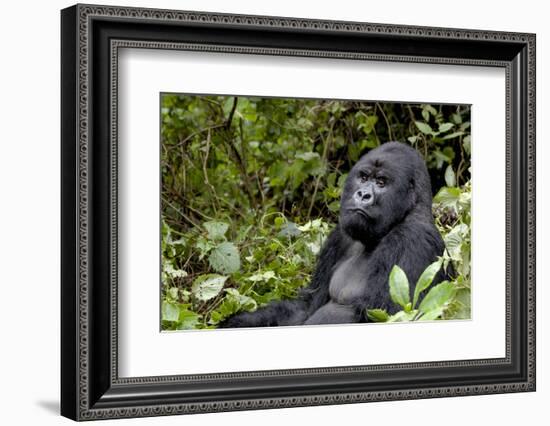 Africa, Rwanda, Volcanoes National Park. Portrait of a silverback mountain gorilla.-Ellen Goff-Framed Photographic Print