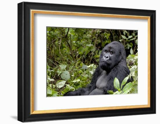 Africa, Rwanda, Volcanoes National Park. Portrait of a silverback mountain gorilla.-Ellen Goff-Framed Photographic Print