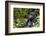 Africa, Rwanda, Volcanoes National Park. Portrait of a silverback mountain gorilla.-Ellen Goff-Framed Photographic Print