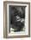 Africa, Rwanda, Volcanoes National Park. Portrait of a silverback mountain gorilla.-Ellen Goff-Framed Photographic Print