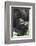 Africa, Rwanda, Volcanoes National Park. Portrait of a silverback mountain gorilla.-Ellen Goff-Framed Photographic Print