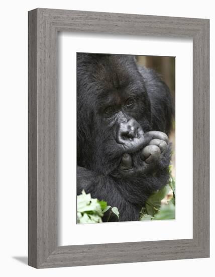 Africa, Rwanda, Volcanoes National Park. Portrait of a silverback mountain gorilla.-Ellen Goff-Framed Photographic Print