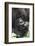 Africa, Rwanda, Volcanoes National Park. Portrait of a silverback mountain gorilla.-Ellen Goff-Framed Photographic Print