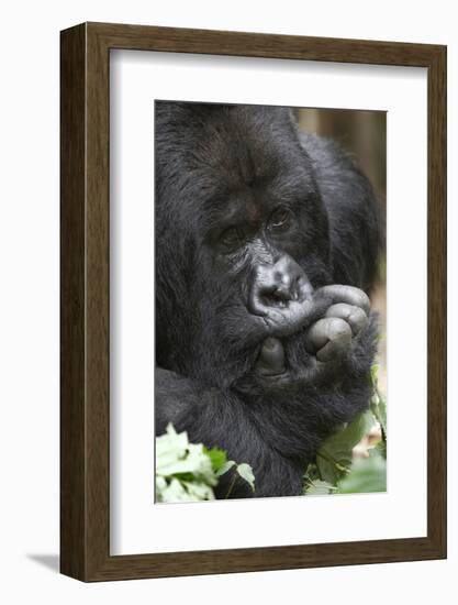 Africa, Rwanda, Volcanoes National Park. Portrait of a silverback mountain gorilla.-Ellen Goff-Framed Photographic Print