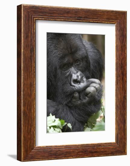 Africa, Rwanda, Volcanoes National Park. Portrait of a silverback mountain gorilla.-Ellen Goff-Framed Photographic Print