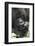 Africa, Rwanda, Volcanoes National Park. Portrait of a silverback mountain gorilla.-Ellen Goff-Framed Photographic Print