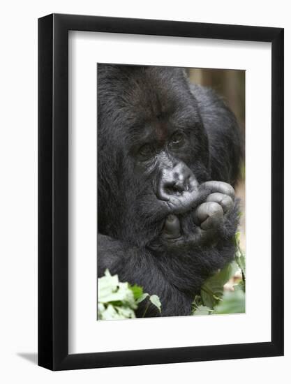 Africa, Rwanda, Volcanoes National Park. Portrait of a silverback mountain gorilla.-Ellen Goff-Framed Photographic Print