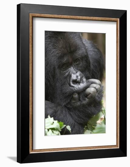 Africa, Rwanda, Volcanoes National Park. Portrait of a silverback mountain gorilla.-Ellen Goff-Framed Photographic Print