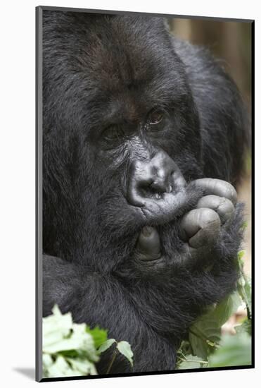 Africa, Rwanda, Volcanoes National Park. Portrait of a silverback mountain gorilla.-Ellen Goff-Mounted Photographic Print