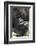 Africa, Rwanda, Volcanoes National Park. Portrait of a silverback mountain gorilla.-Ellen Goff-Framed Photographic Print