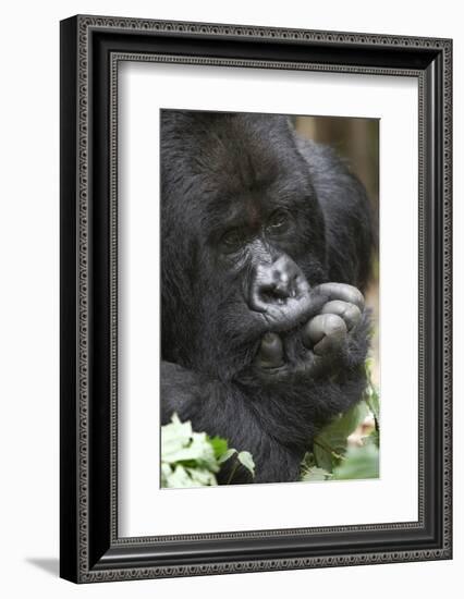 Africa, Rwanda, Volcanoes National Park. Portrait of a silverback mountain gorilla.-Ellen Goff-Framed Photographic Print