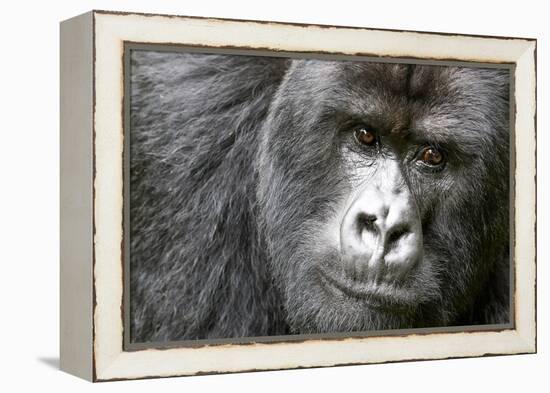 Africa, Rwanda, Volcanoes National Park. Portrait of a silverback mountain gorilla.-Ellen Goff-Framed Premier Image Canvas