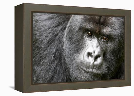 Africa, Rwanda, Volcanoes National Park. Portrait of a silverback mountain gorilla.-Ellen Goff-Framed Premier Image Canvas