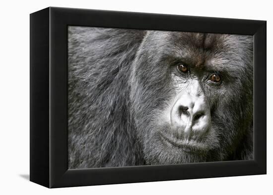 Africa, Rwanda, Volcanoes National Park. Portrait of a silverback mountain gorilla.-Ellen Goff-Framed Premier Image Canvas