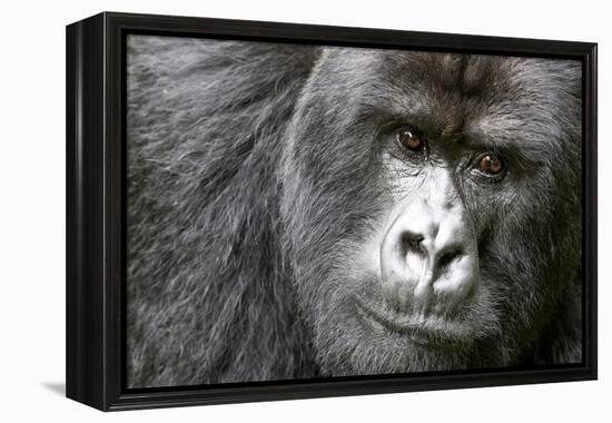 Africa, Rwanda, Volcanoes National Park. Portrait of a silverback mountain gorilla.-Ellen Goff-Framed Premier Image Canvas