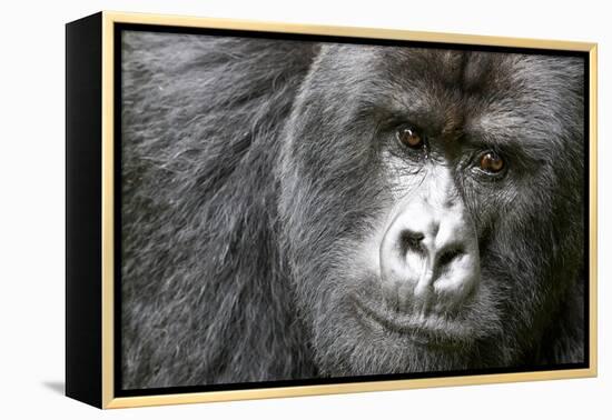 Africa, Rwanda, Volcanoes National Park. Portrait of a silverback mountain gorilla.-Ellen Goff-Framed Premier Image Canvas