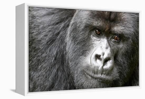 Africa, Rwanda, Volcanoes National Park. Portrait of a silverback mountain gorilla.-Ellen Goff-Framed Premier Image Canvas