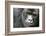 Africa, Rwanda, Volcanoes National Park. Portrait of a silverback mountain gorilla.-Ellen Goff-Framed Photographic Print